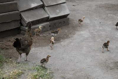 DSC_3135 (Large).JPG